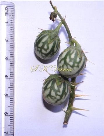  Fruits